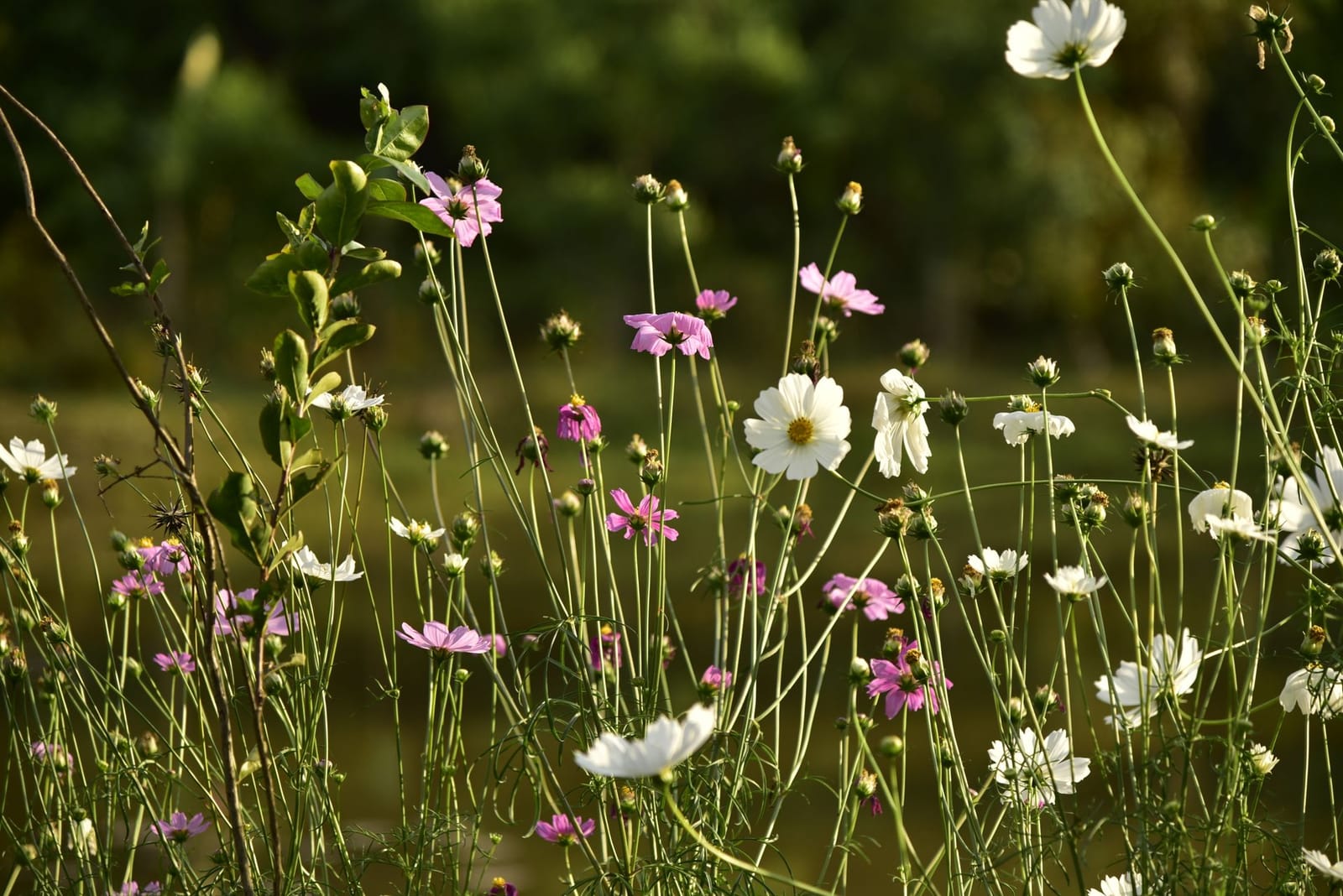 The Scented Home: A Seasonal Guide to the Most Fragrant Flowers and Foliage
