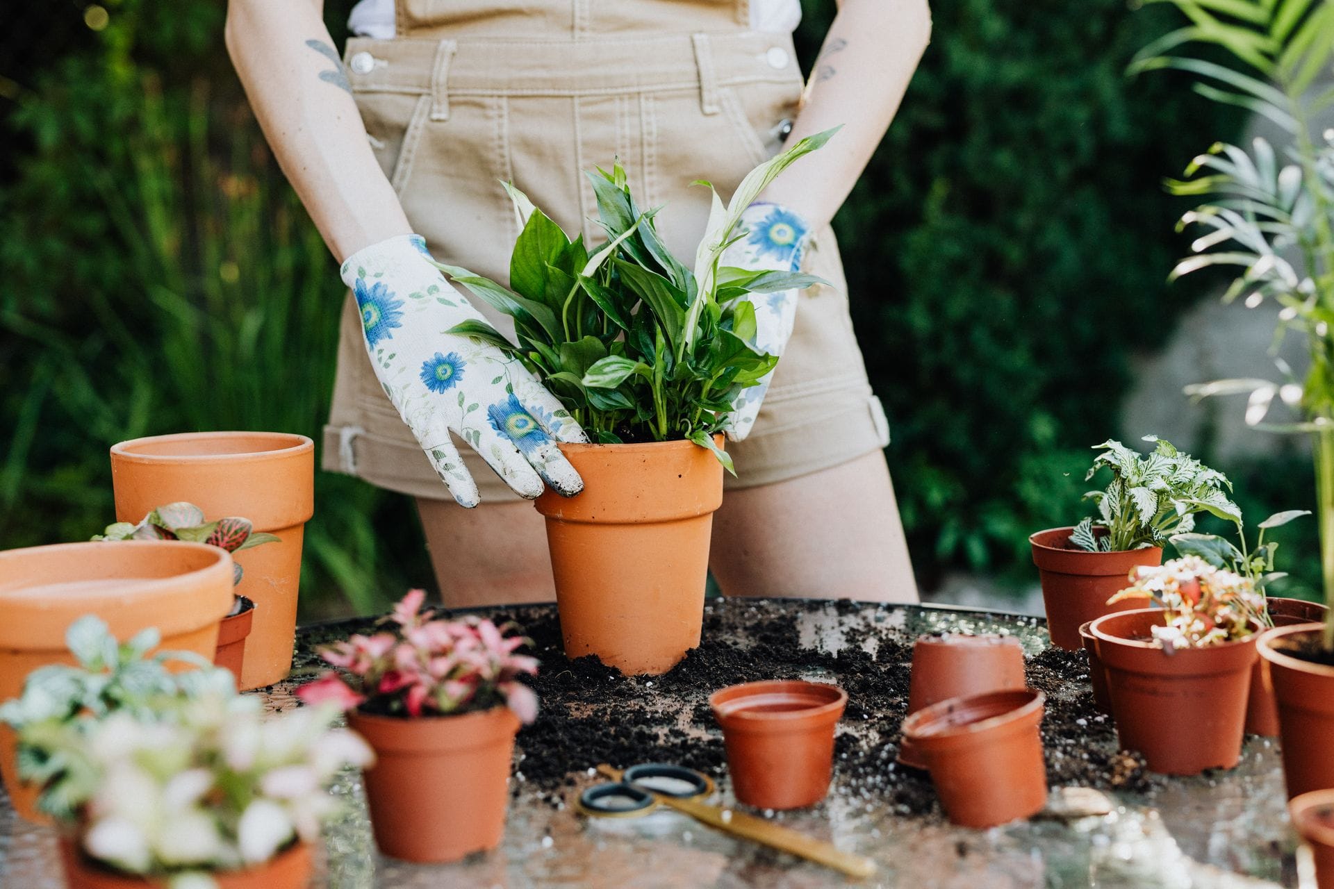 Surrender in the Soil: Letting My Garden Be Itself