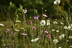 The Scented Home: A Seasonal Guide to the Most Fragrant Flowers and Foliage
