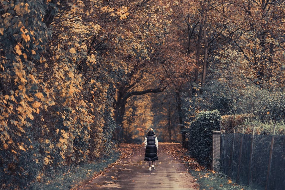 The Quiet Power of Forest Bathing: Why Walking Among Trees Heals