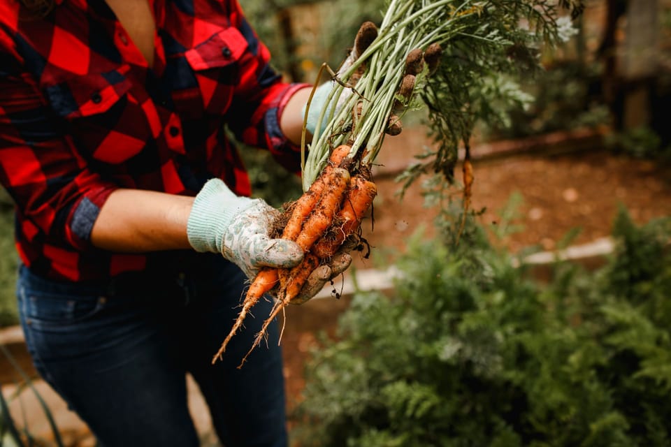 The Kitchen Garden: Where the Meal Begins